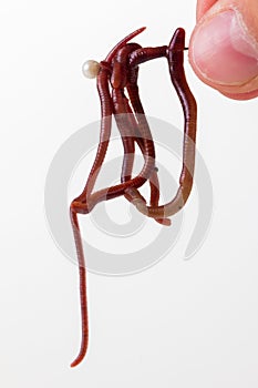 Red slimy earthworm white isolated,  brown