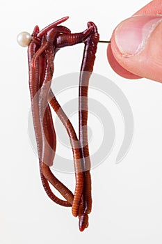 Red slimy earthworm white isolated,  segments