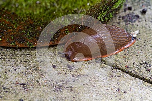 Red Slug