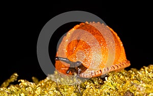Red slug