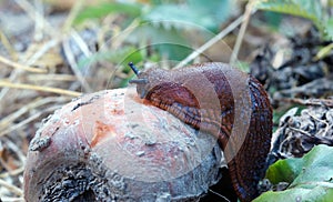 Red slug