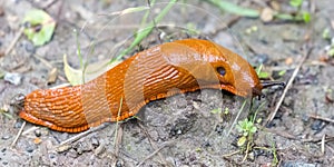 A red slug