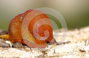 Red slug aka Chocolate arion, Arion rufus