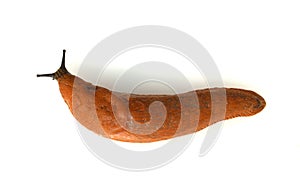 Red slug  Arion rufus