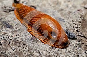 The red slug Arion rufus, also known as the large red slug, chocolate arion and European red slug