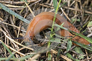 Red slug, Arion rufus, crawls over dry grass and foliage