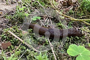 Red slug Arion rufus crawls on the walkpath