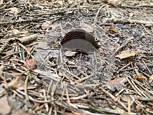 Red slug Arion rufus crawls on the walkpath photo