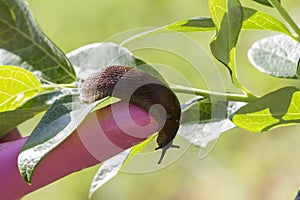 Red Slug Arion rufus found by the farmer on a plant. Cause o