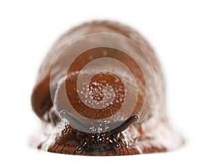 Red slug, Arion rufus, in front of white background