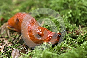 Snail Red Slug photo