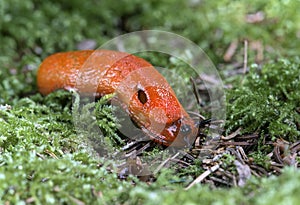 Red slug photo