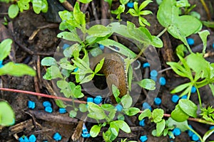 Red slug eating bait