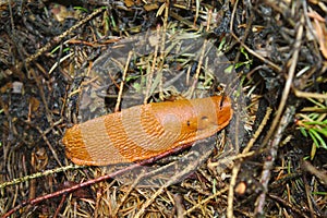 Red slug in the forest