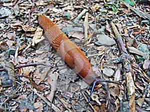 The red slug, large red slug, chocolate arion or European red slug Arion rufus on a dry forest trail
