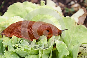 Red slug on salad in the garden