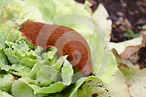 Red slug on salad in the garden