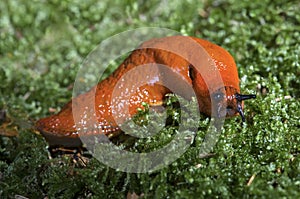 Red slug snail
