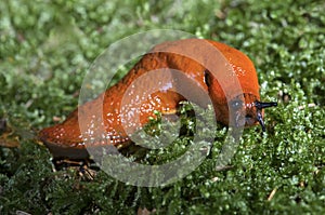 Red slug snail photo