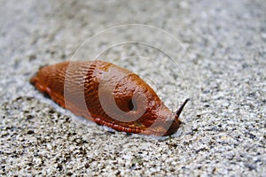 Red slug on a stone ground