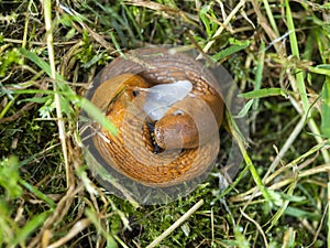 Red slugs in a loving embrace