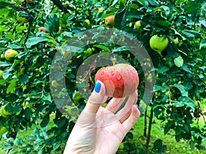 A red small apple in the hands of a girl with a blue manicure. the apple was hanging on a branch among green leaves. juicy fruit,