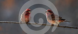 Red small bird in forest