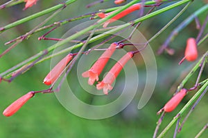 Red small grass flower