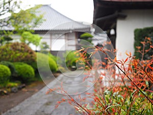 Red small plant in front of japanese house