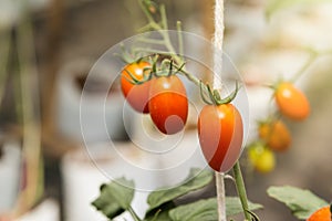 Red small ripe cherry tomatoes fruit.Tomatoes plants,Ripe natural tomatoes growing on a branch in a greenhouse.Thailand.