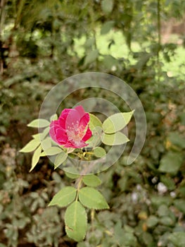 Red Small Rose with beautiful leaf and greeny background in flower garden