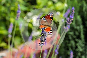 Red Small Tortoiseshell butterfly feasting on violet lavender