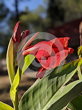 Red smelling flower enhancing the beauty of the garden 3 photo