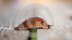 Red Snail crawls on wooden boards to vegetable garden. Annoying pest and crop eater. Also known as Spanish slug or Arion vulgaris