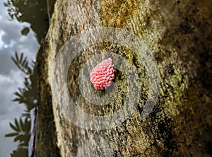 The red snail eggs are attached