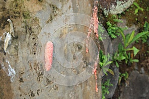 red snail eggs attached to the wall