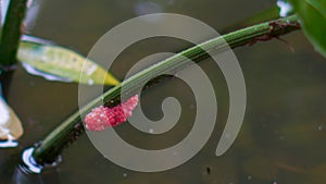 Red snail eggs on flower stems