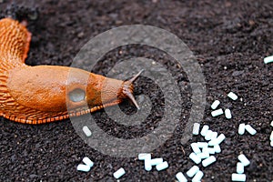 A red snail and slug pellets