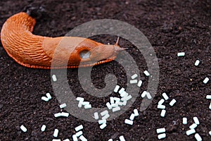 A red snail and slug pellets