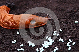 A red snail and slug pellets