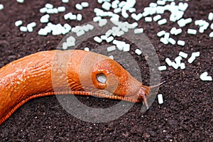 A red snail and slug pellets