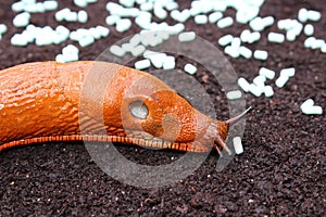 A red snail and slug pellets