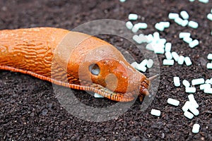 A red snail and slug pellets