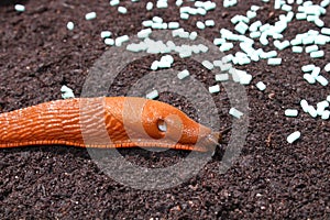 A red snail and slug pellets