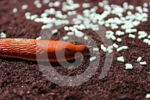 A red snail and slug pellets