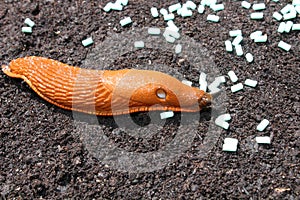 A red snail and slug pellets