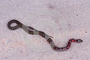 Red snake on concrete in a park near Ningzhengong Taoist Monastery in Zhejiang, China