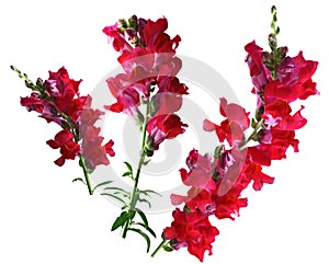 Red Snapdragon Flower