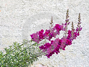 Red snapdragon flowers, stems bent after bad weather, still reach for the sun. Plain wall behind for copyspace