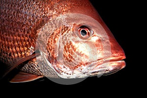Red Snapper